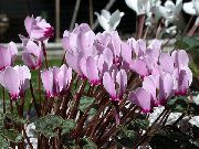 Persian Violet flieder Blume
