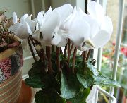 blanc Plantes d'intérieur Le Violet Persan Fleur (Cyclamen) photo