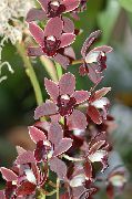 Cymbidium clarete Flor