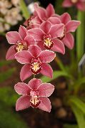 růžový Pokojové rostliny Cymbidium Květina fotografie