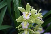 Cymbidium branco Flor