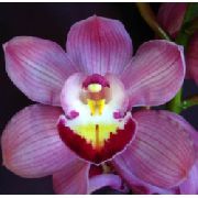 Cymbidium flieder Blume