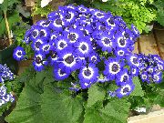 Cineraria Okrovavlennaya (Krestovnik) көк Гүл