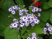 блакитний Домашні рослини Цинерарія Закривавлена ​​(Крестовнік) Квітка (Cineraria cruenta, Senecio cruentus) фото