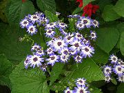 көктегі Үй Өсімдіктер Cineraria Okrovavlennaya (Krestovnik) Гүл (Cineraria cruenta, Senecio cruentus) фото