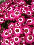 рожевий Домашні рослини Цинерарія Закривавлена ​​(Крестовнік) Квітка (Cineraria cruenta, Senecio cruentus) фото