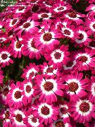 қызғылт Үй Өсімдіктер Cineraria Okrovavlennaya (Krestovnik) Гүл (Cineraria cruenta, Senecio cruentus) фото