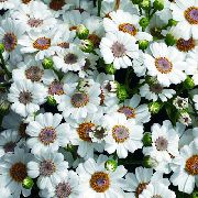 білий Домашні рослини Цинерарія Закривавлена ​​(Крестовнік) Квітка (Cineraria cruenta, Senecio cruentus) фото