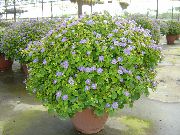 Persian Violetti vaaleansininen Kukka