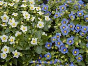 Persian Violet branco Flor