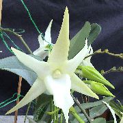 balts Telpaugi Komēta Orhideja, Zvaigzne Betlēmes Orhideju Zieds (Angraecum) foto