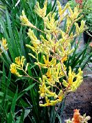 ყვითელი შიდა მცენარეები Kangaroo Paw ყვავილების (Anigozanthos flavidus) ფოტო
