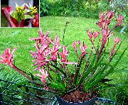 ვარდისფერი შიდა მცენარეები Kangaroo Paw ყვავილების (Anigozanthos flavidus) ფოტო