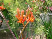 ფორთოხალი შიდა მცენარეები Kangaroo Paw ყვავილების (Anigozanthos flavidus) ფოტო