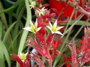 წითელი შიდა მცენარეები Kangaroo Paw ყვავილების (Anigozanthos flavidus) ფოტო