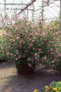 ვარდისფერი შიდა მცენარეები African ბალბის ყვავილების (Anisodontea) ფოტო