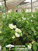 ақ Үй Өсімдіктер Бугенвиллии (Areca) Гүл (Bougainvillea) фото