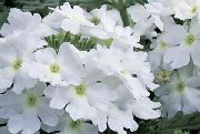Vasfű fehér Virág