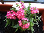 розе Затворени погони Врбена Цвет (Verbena Hybrida) фотографија