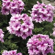 лила Затворени погони Врбена Цвет (Verbena Hybrida) фотографија