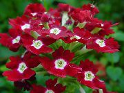 Verbena clarete Flor