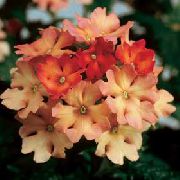 оранжев Стайни растения Върбинка Цвете (Verbena Hybrida) снимка