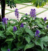 azul escuro Plantas de interior Blue Ginger Flor (Dichorisandra) foto