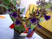 синій Домашні рослини Зігопеталум Квітка (Zygopetalum) фото