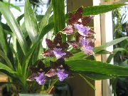 күрең Үй Өсімдіктер Zigopetalum Гүл (Zygopetalum) фото