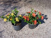 червен Стайни растения Счупено Гърне, Принц На Портокал Цвете (Ixora) снимка