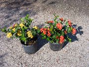Trasig Kruka, Prins Av Apelsin gul Blomma