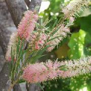 Каллістемон (Краснотичіннік) рожевий Квітка