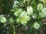 бял Стайни растения Bottlebrush Цвете (Callistemon) снимка