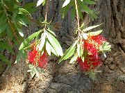 червен Стайни растения Bottlebrush Цвете (Callistemon) снимка