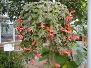 Columnea, Norse Brand Plante, Guldfisk Vin rød Blomst