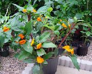orange Plantes d'intérieur Costus Feu Fleur  photo