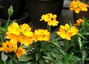 ყვითელი შიდა მცენარეები Firecracker Flower ყვავილების (Crossandra) ფოტო