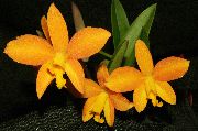Laelia gul Blomma