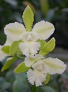бял Стайни растения Lycaste Цвете  снимка