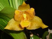 Lycaste gul Blomma
