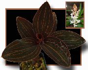 bílá Pokojové rostliny Šperk Orchidej Květina (Ludisia) fotografie