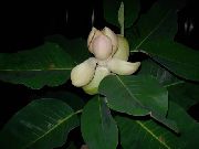 �������� �������� - Magnolia