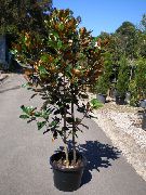 �������� �������� - Magnolia