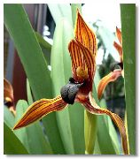 Kokoso Pyragas Orchidėja oranžinis žiedas