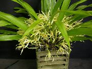 amarelo Plantas de interior Coconut Pie Orchid Flor (Maxillaria) foto