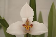 bianco Piante da appartamento Cocco Pie Orchidea Fiore (Maxillaria) foto