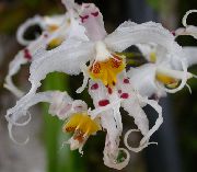 Одонтоглоссум Odontoglossum cirrhosum