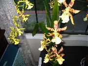 Одонтоглоссум Одонтоглоссум - Odontoglossum