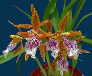 оранжев Стайни растения Тигър Орхидея, Момина Сълза Орхидея Цвете (Odontoglossum) снимка