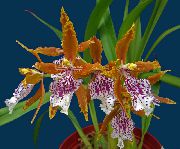 Одонтоглоссум Одонтоглоссум гибридный - Odontoglossum-Hybrida
